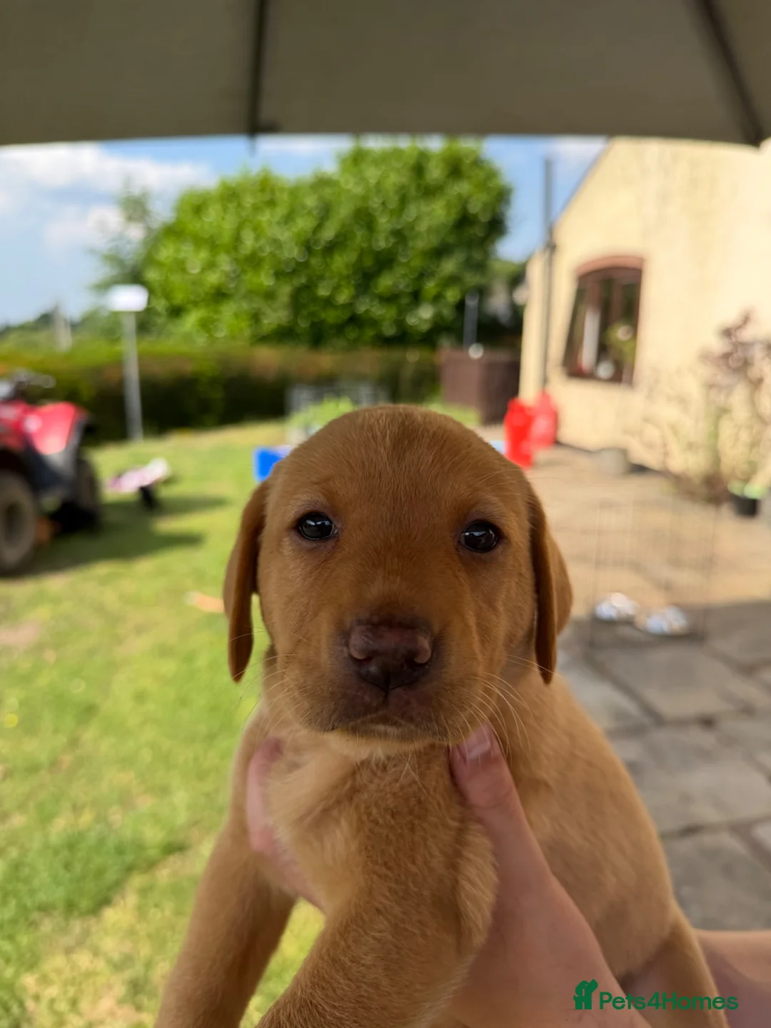 Labrador Retriever dogs for sale: KC Labrador pups for sale (fox red and black) in Shrewsbury - Advert 1