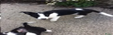 Border Collie 4