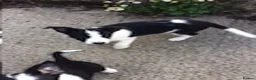 Border Collie dogs for sale: 5 Border Collie Puppies - Advert 3