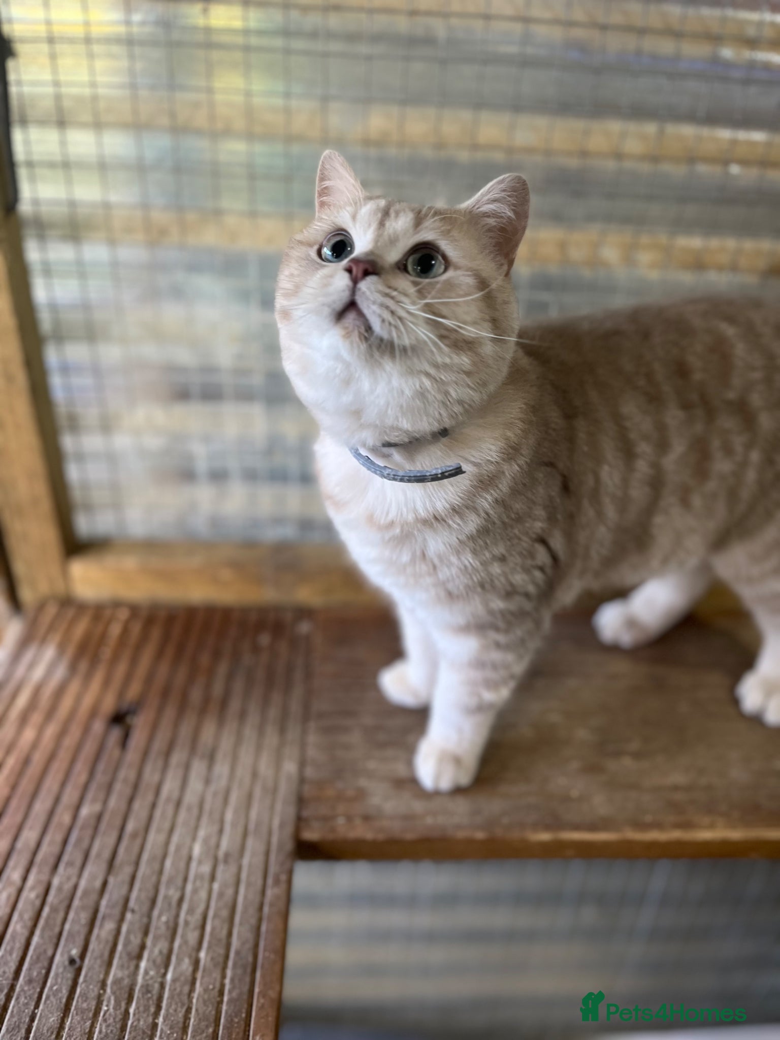 British Shorthair cats for stud: Gccf British Shorthair males for Stud  - Advert 5