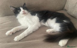 Domestic Shorthair cats for sale: Cats for Rehome/Sale - Image 4