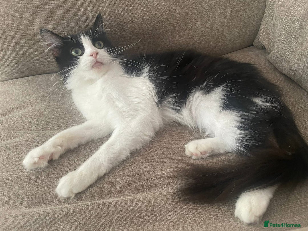 Domestic Shorthair cats for sale: Cats for Rehome/Sale - Image 4