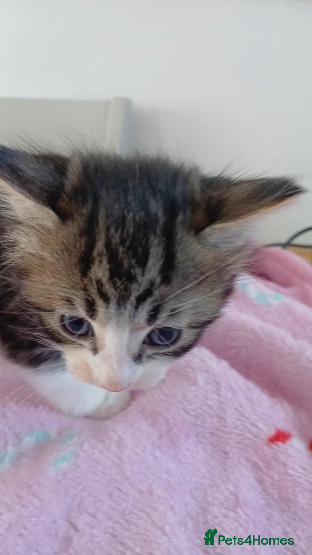 Mixed Breed cats for sale: 2 boy and 3 girl kittens  - Image 14