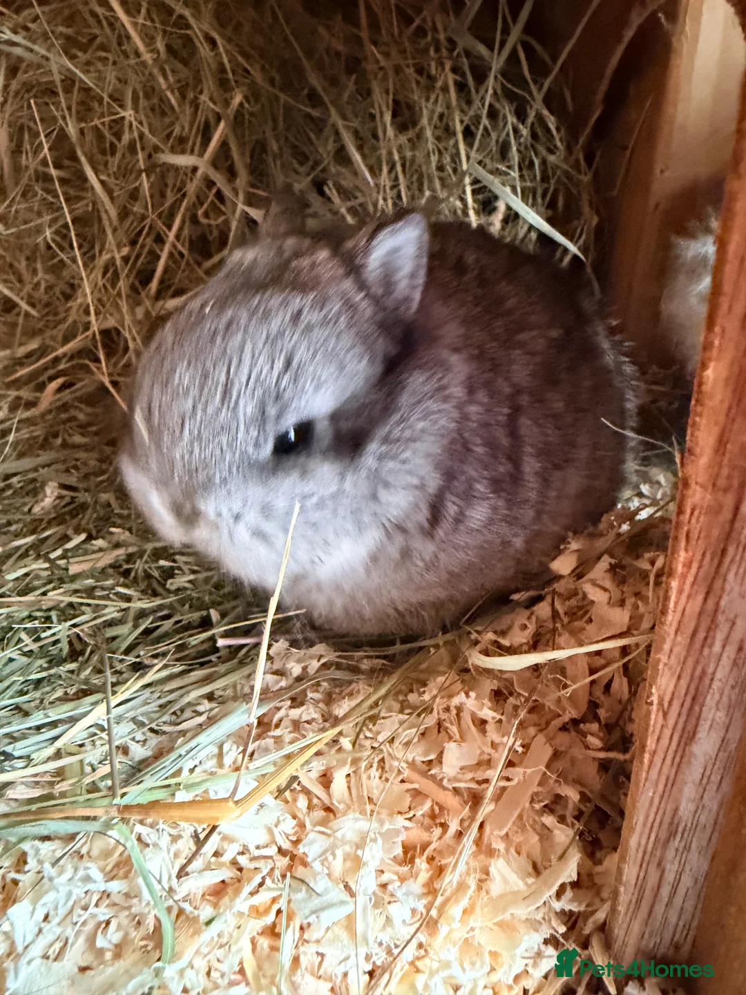 Lionhead rabbits for sale: Lionheads looking for their forever homes - Advert 2
