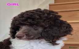 Standard Poodle dogs for sale: KC Reg Chocolate parti Standard Poodle puppies - Image 18