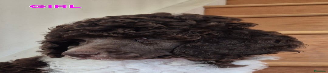 Standard Poodle Puppy 3