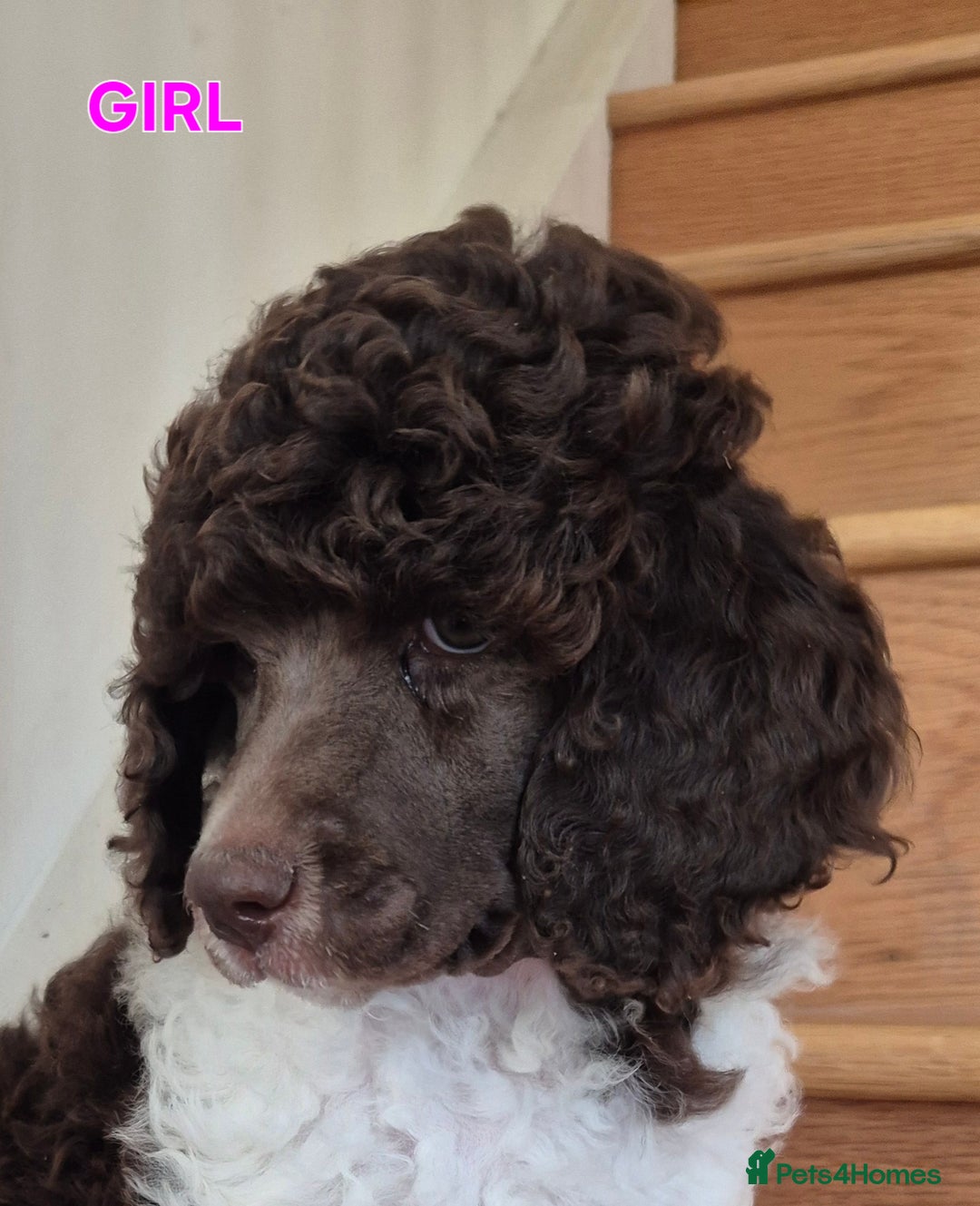 Standard Poodle dogs for sale: KC Reg Chocolate parti Standard Poodle puppies - Image 18