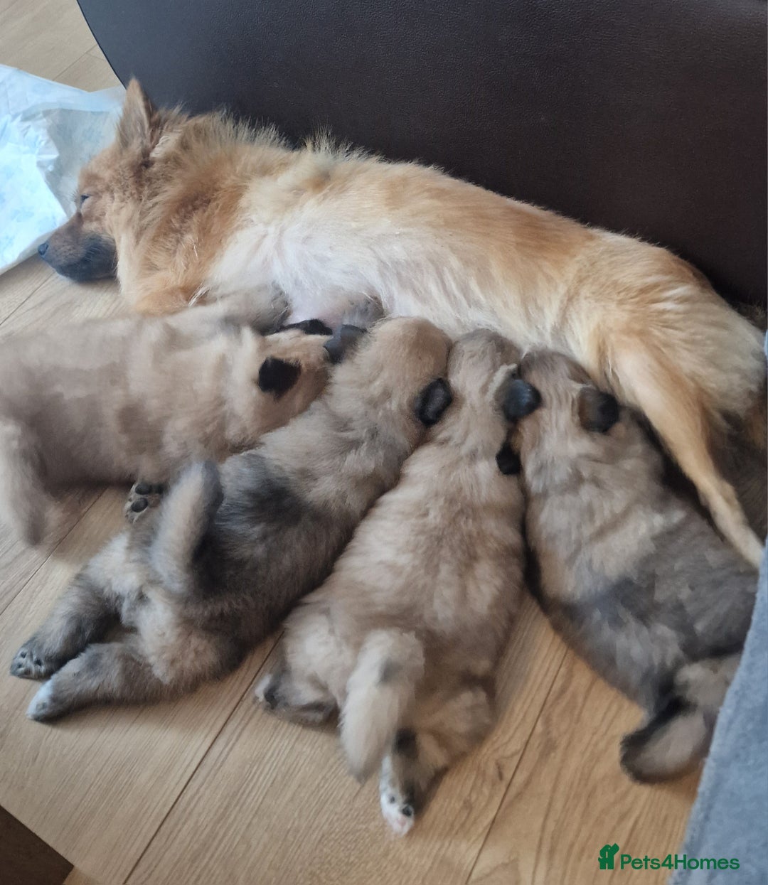 Mixed Breed dogs for sale: Puppie girl - Image 8