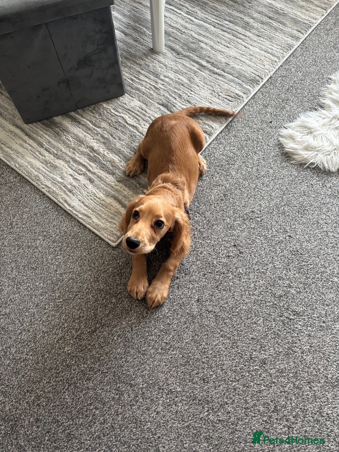 Cocker Spaniel dogs for sale: Cocker Spaniel  - Advert 2