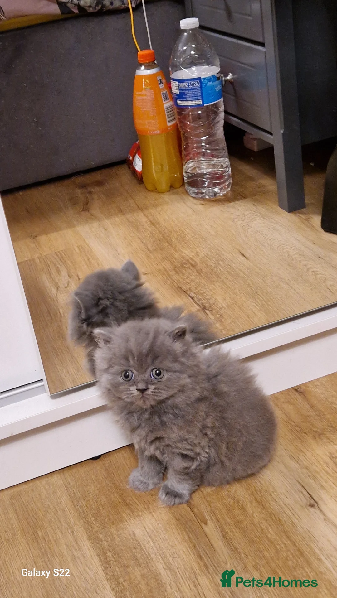 British Shorthair cats for sale: British shorthair kittens - Advert 2