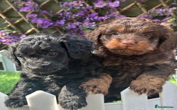 Cockapoo dogs for sale: Gorgeous Toy Cockapoo Girls - Image 1