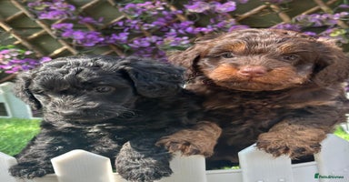 Cockapoo dogs - Advert 7