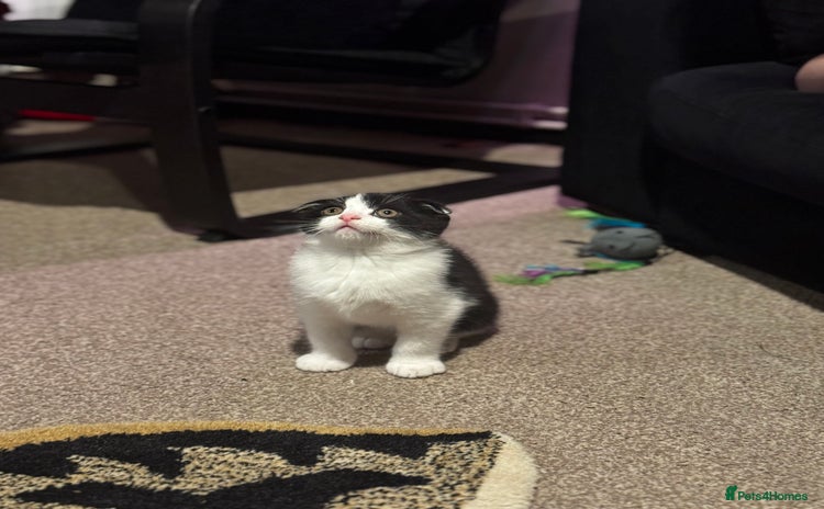 Scottish Fold cats - Advert 14