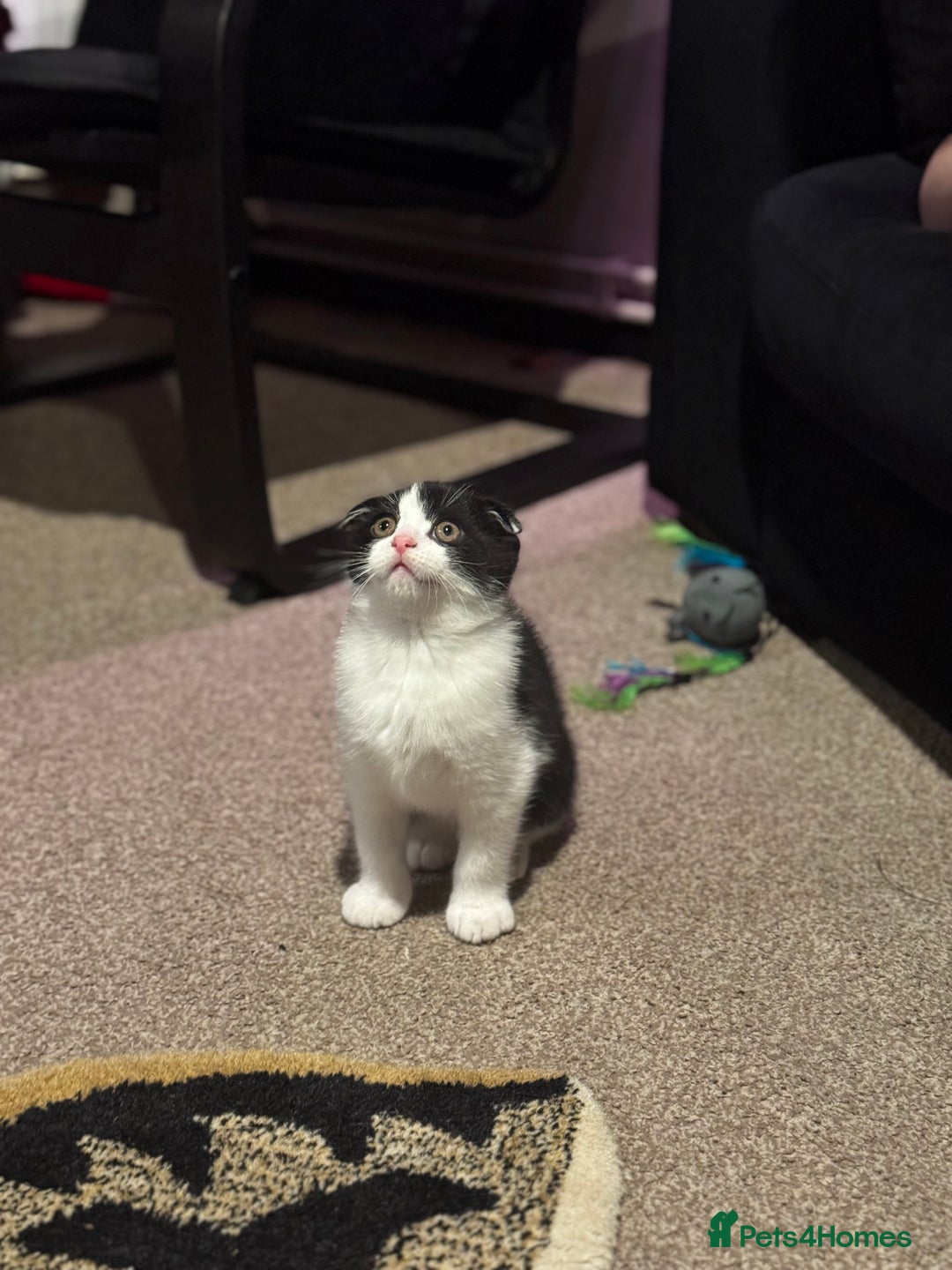 Scottish Fold cats for sale: Re-home asap Sweet Intact scottish fold male  - Image 1