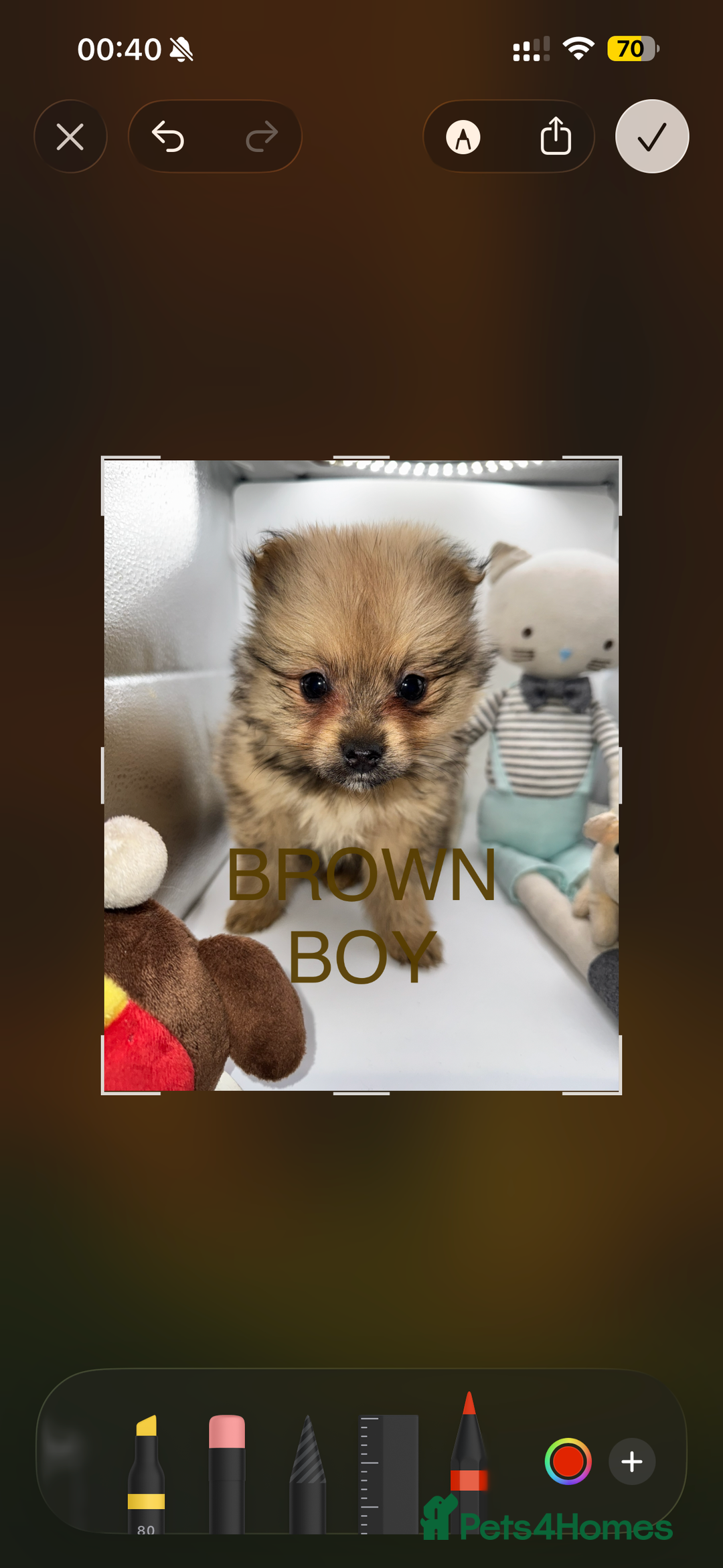 Pomeranian dogs for sale: 6 Adorable Mini/Tiny/ Fluffy Pomeranian Puppies  - Advert 28