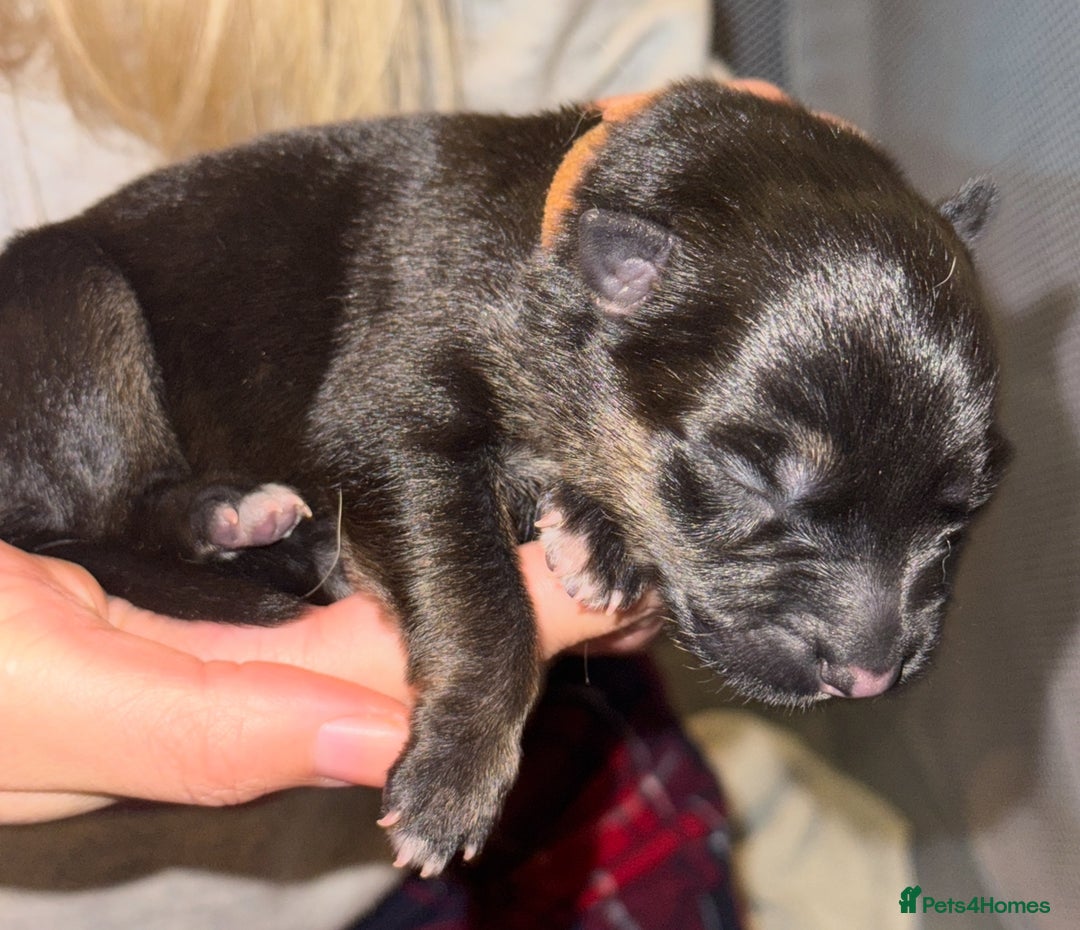 Mixed Breed dogs for sale: Belgian malinois x German Shepherd puppies  - Advert 25