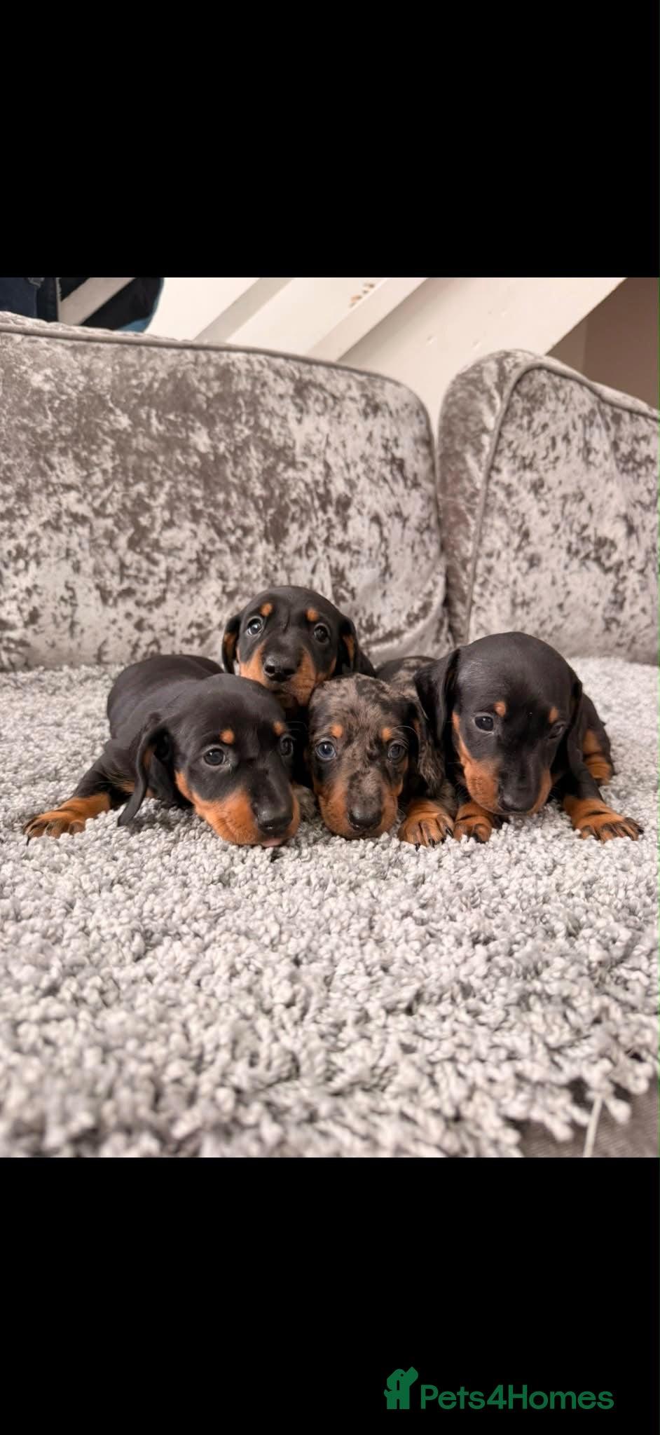 Miniature Dachshund dogs Miniature Dachshunds - Advert 8