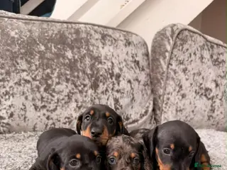 Miniature Dachshund dogs Miniature Dachshunds - Advert 8