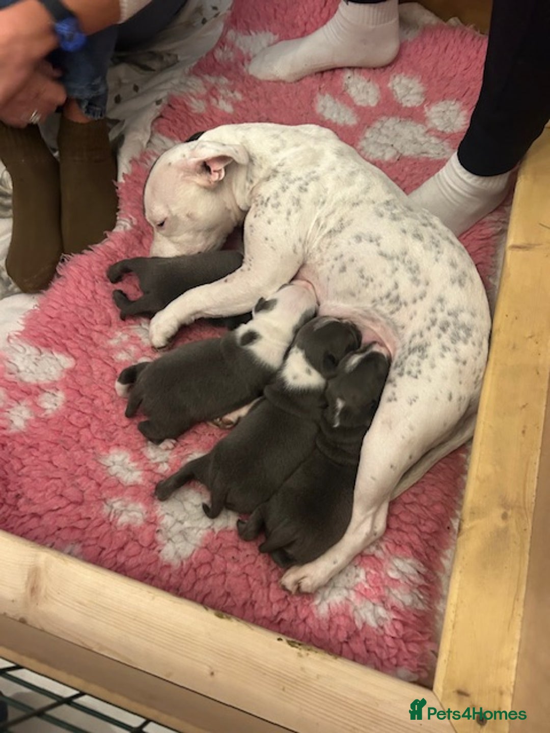 Staffordshire Bull Terrier dogs for sale: 2 beautiful blue/white staffy boys 💙🐾💙 - Advert 11
