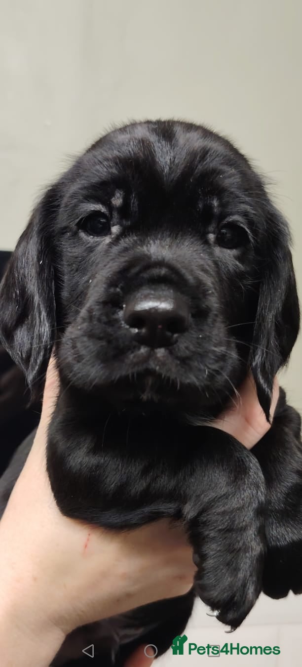 Bocker dogs Beautiful Bocker puppies - Advert 4