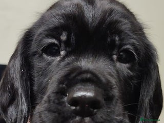 Bocker dogs Beautiful Bocker puppies - Advert 4