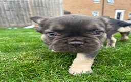 French Bulldog dogs for sale: 4 French bulldog puppies  - Image 9