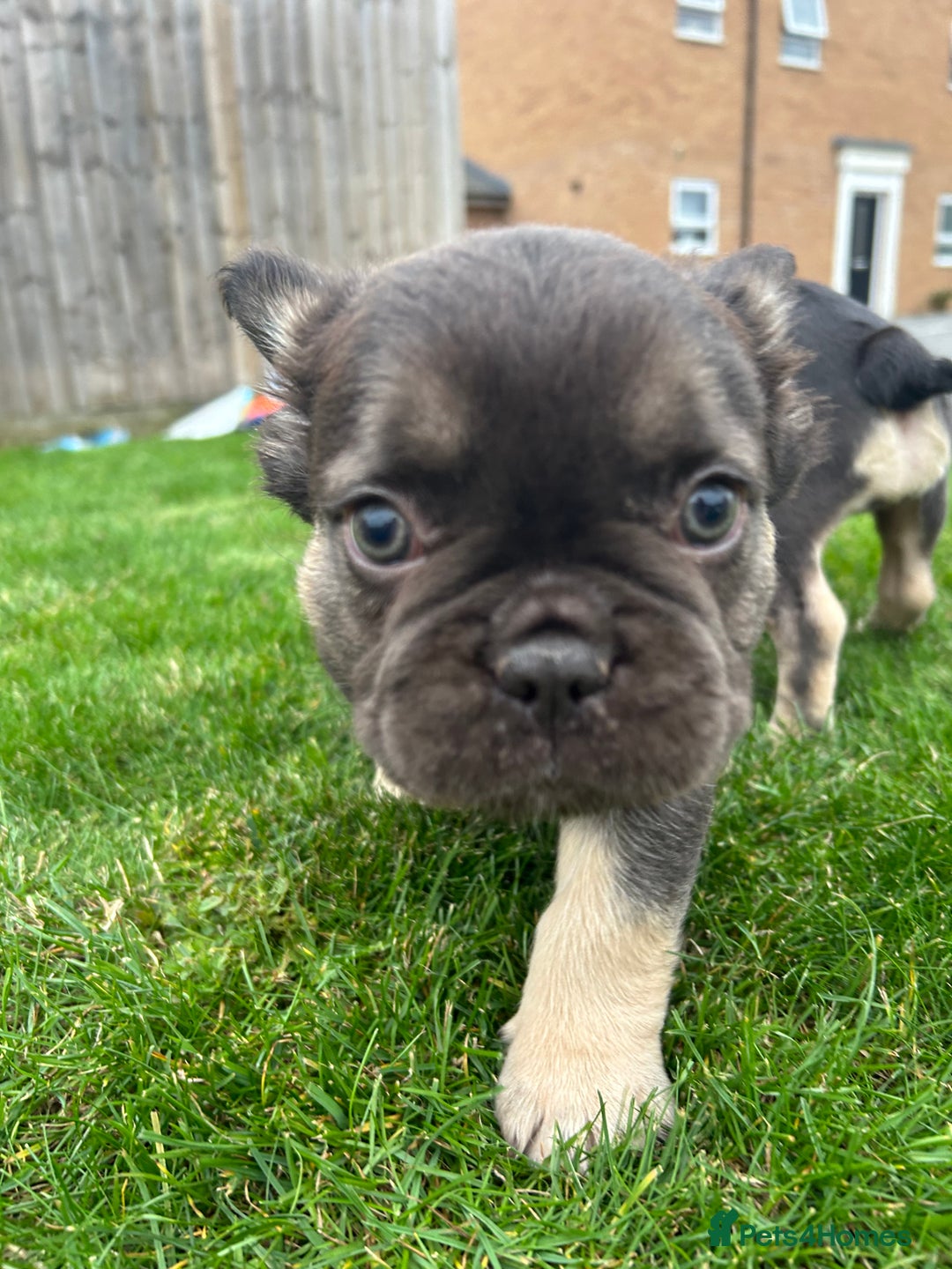 French Bulldog dogs for sale: 4 French bulldog puppies  - Image 9