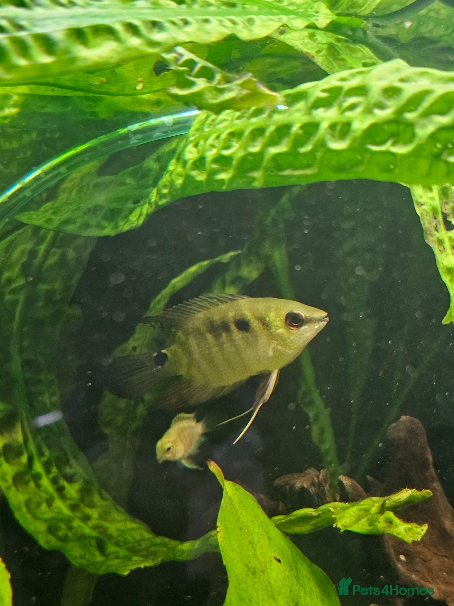 Cichlids fish 2 Festivum cichlid fish - Advert 5
