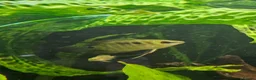 Cichlids fish for sale: 2 Festivum cichlid fish - Advert 1