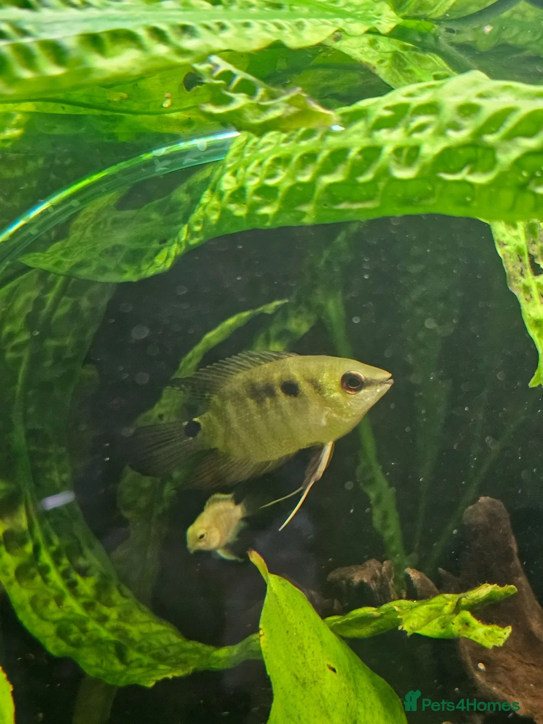 Cichlids fish for sale: 2 Festivum cichlid fish - Advert 1