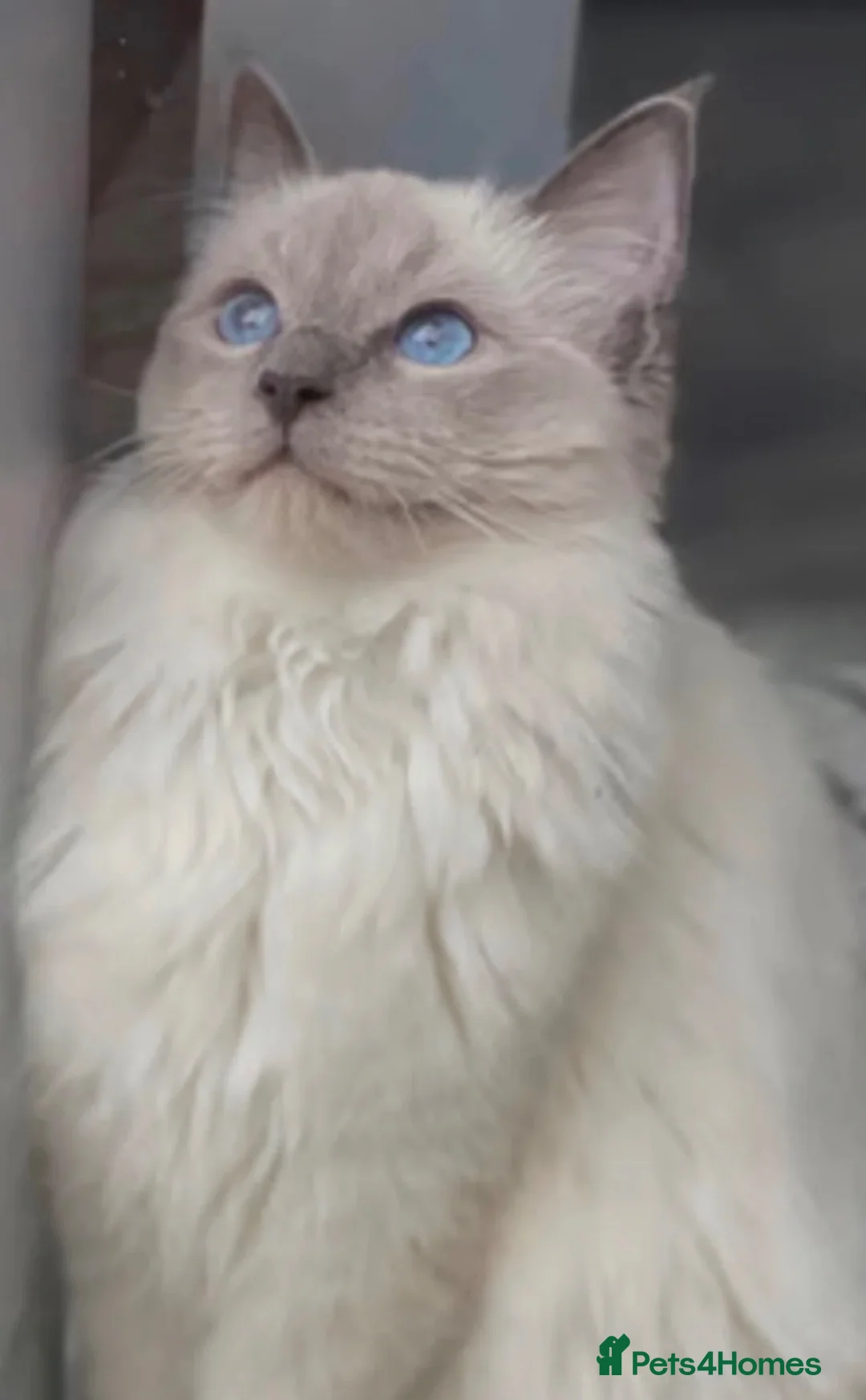 Ragdoll cats for sale: Adorable White Ragdoll Male - Advert 13