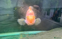 Cichlids fish for sale: Parrot Fish - Image 3