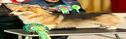 Welsh Corgi Pembroke dogs for sale: Champion sired girl looking for forever family - Advert 21