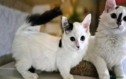 Munchkin cats for sale: Purebred TICA reg. Munchkin kittens ready to go  - Image 36