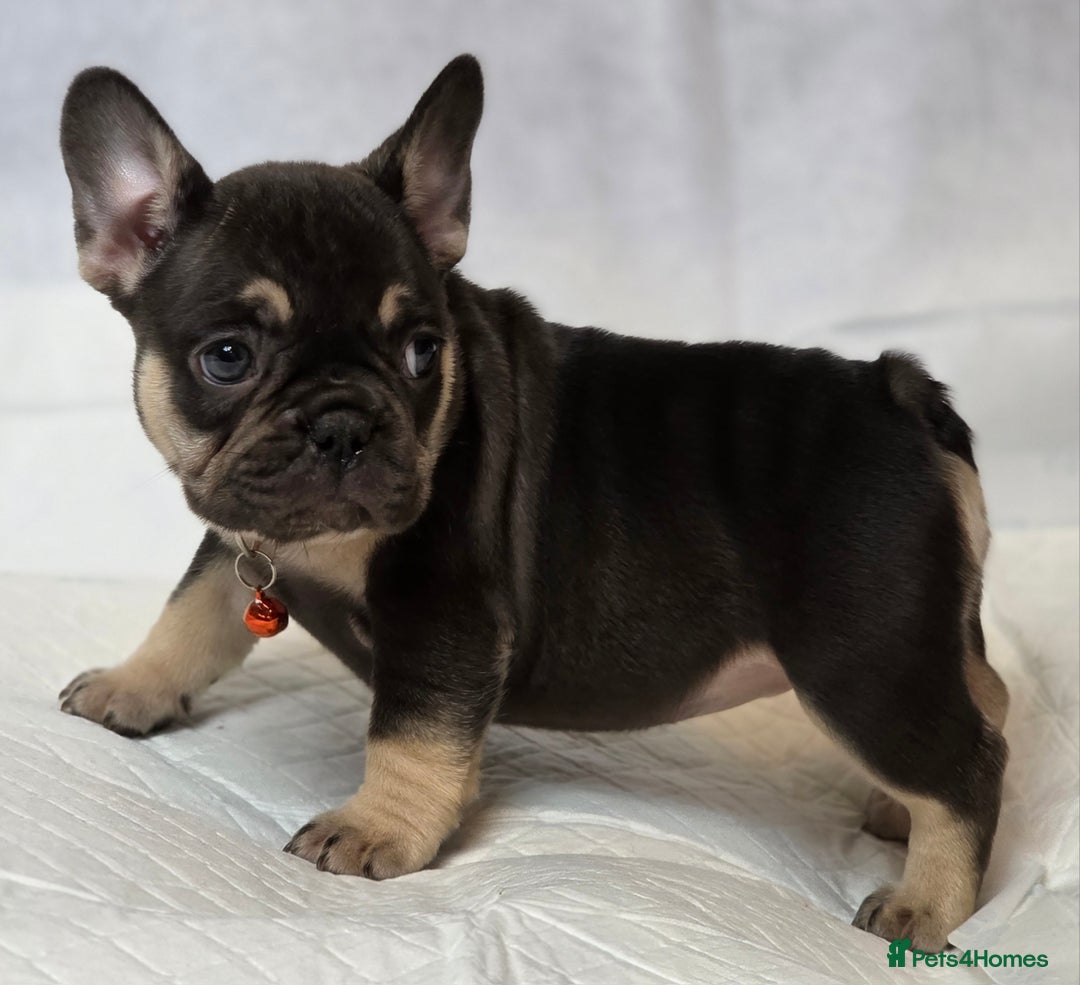 French Bulldog dogs for sale: TOP QUALITY KC REG FRENCHIES AVAILABLE  - Image 17