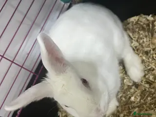 Mixed Breed rabbits Rabbit in Rochdale - Advert 2