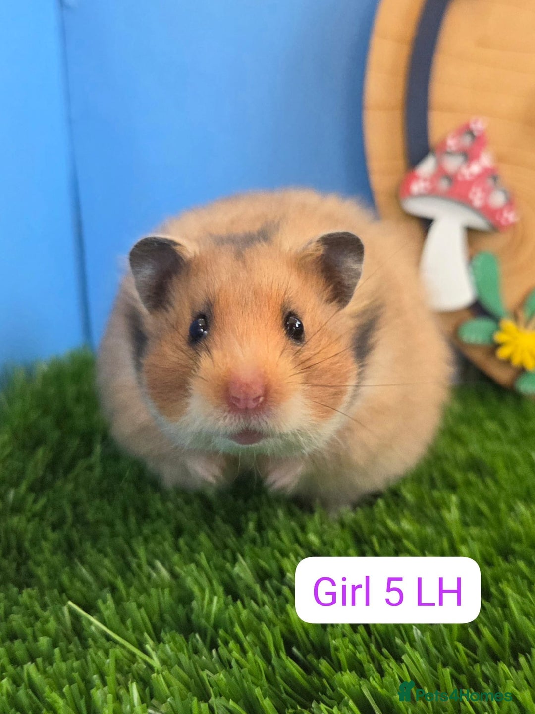 Hamster rodents for sale: Syrian Hamster Baby Girls Female Pedigree - Image 4