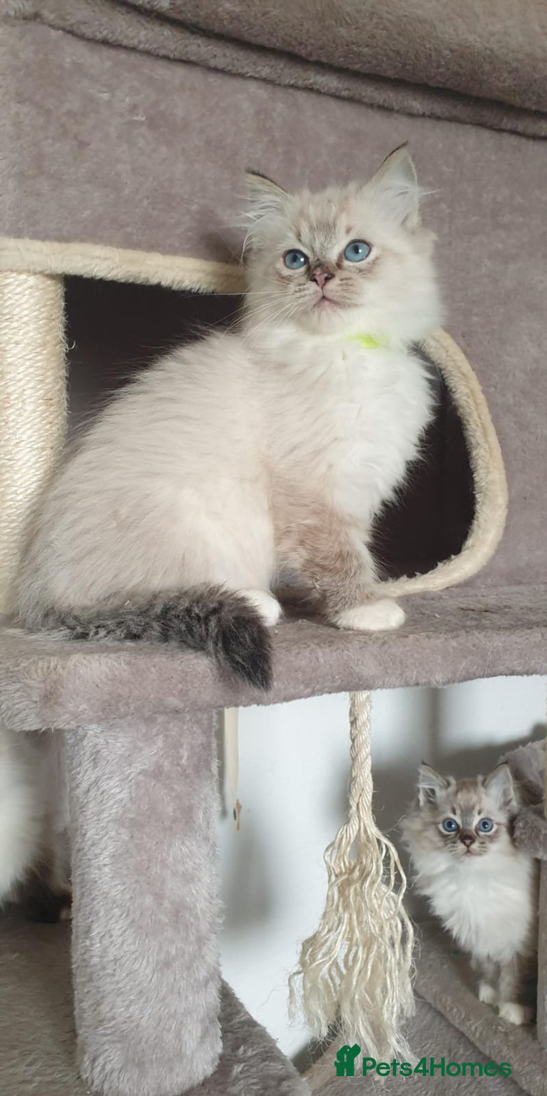 Ragdoll cats for sale: Stunning GCCF Registered Ragdoll Kittens. - Advert 20