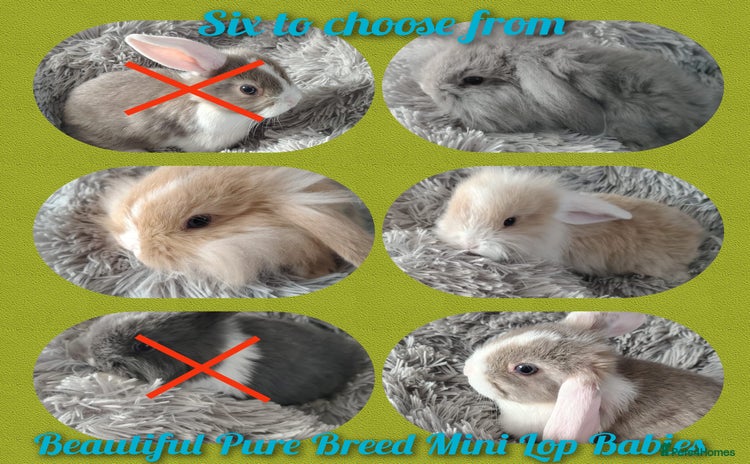 Mini Lop rabbits - Advert 3