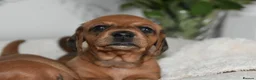 Miniature Dachshund dogs for sale: Beautiful Mini Dachshund Puppies – Home Raised - Advert 16