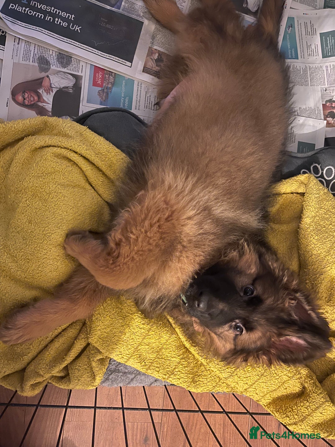 German Shepherd dogs for sale: German Shepherd MALE - Huge  - Advert 24