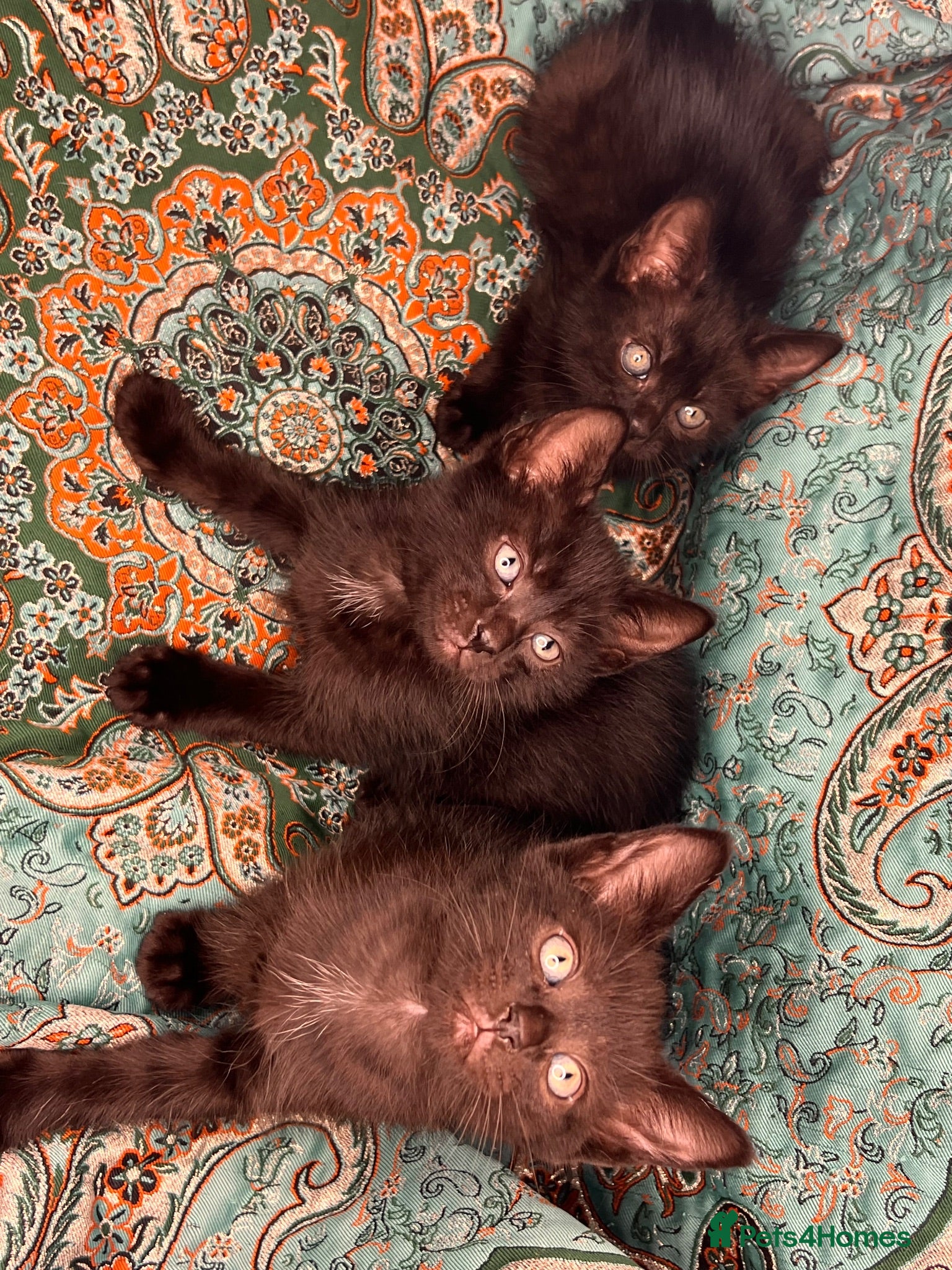 Turkish Angora cats 2 x Boys Left Turkish Angora. Tabby coffee shades - Advert 12