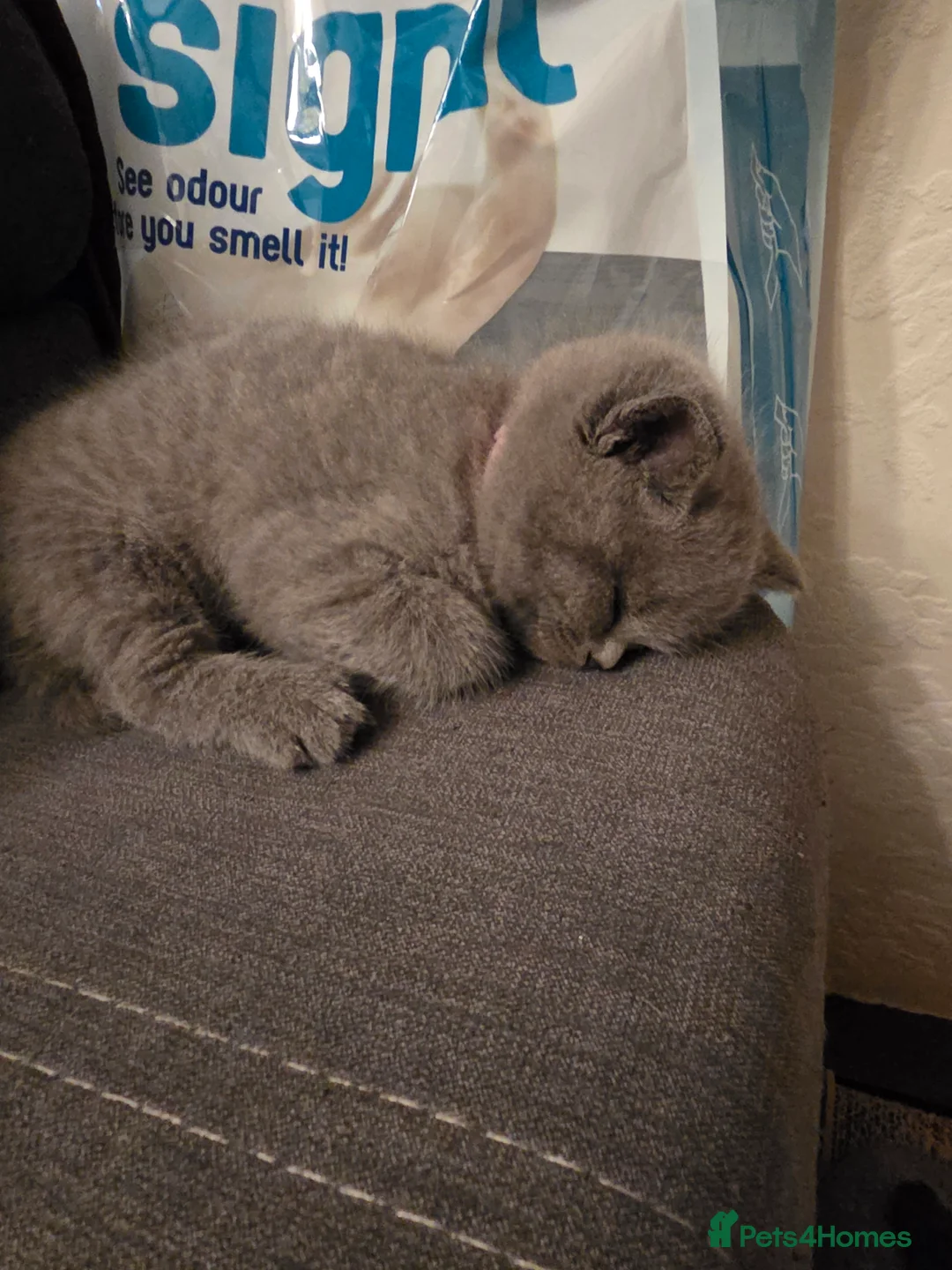 British Shorthair cats for sale: 🔥 Stunning British Shorthair Kittens to Reserve - Advert 22