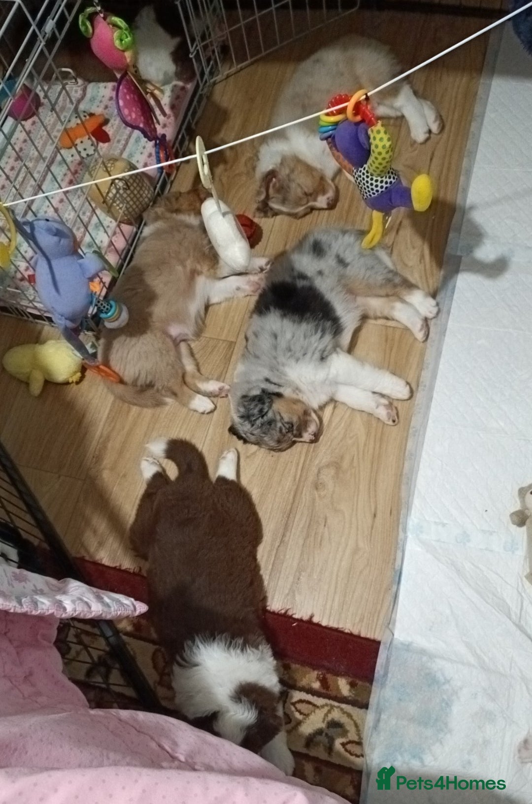 Australian Shepherd dogs for stud: Australian shepherd for stud - Advert 7