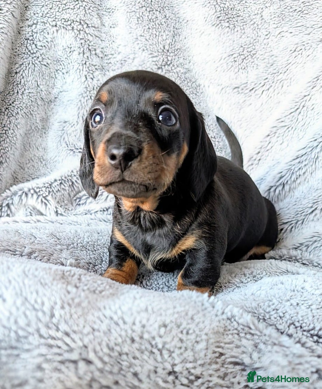 Miniature Dachshund dogs for sale: Genuine Short Haired Miniature Dachshund Puppies - Image 12