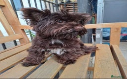 Yorkshire Terrier dogs for stud: Yorkshire Terrier stud - Image 8