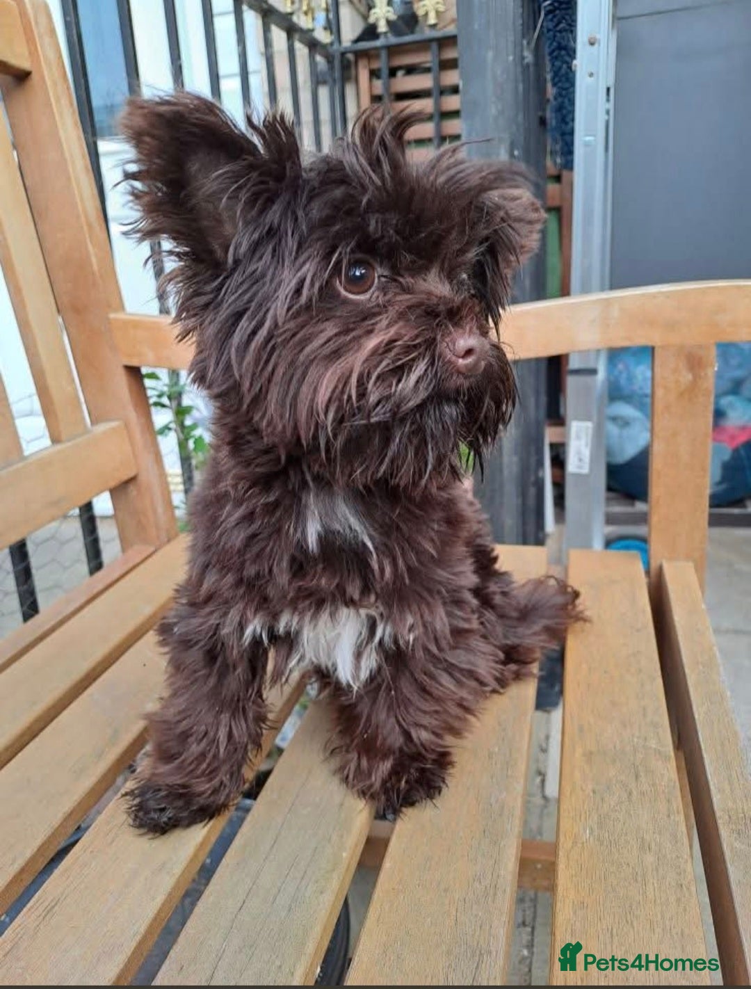 Yorkshire Terrier dogs for stud: Yorkshire Terrier stud - Image 8