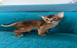 Abyssinian cats for sale: Last Pedigree abbysinian girl left! - Image 24