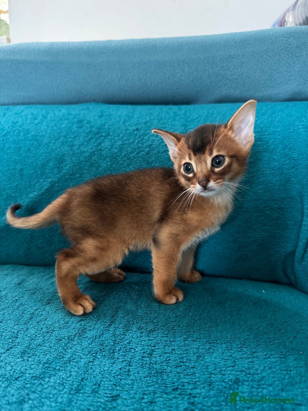 Abyssinian cats for sale: Last Pedigree abbysinian girl left! - Image 24