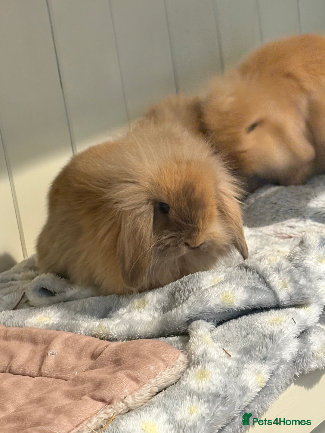 Mini Lop rabbits for sale: Vaccinated/raised indoors, mini lops and lion lop  - Advert 12